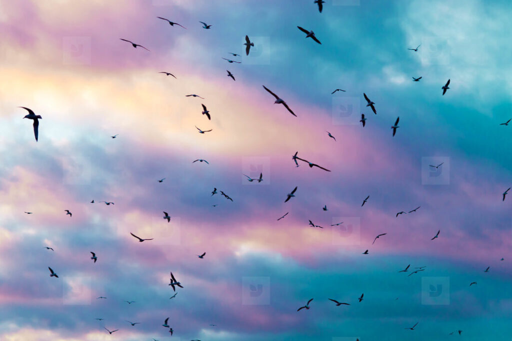 Animales Aéreos Concepto, Tipos, Características y Ejemplos