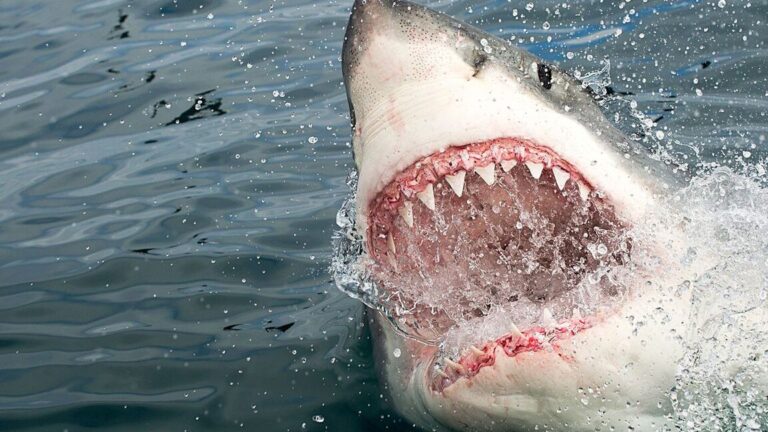 Tiburón Blanco: Datos, hábitat y ataques de este impresionante depredador marino